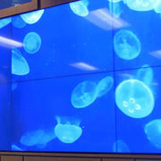 eight-screens-on-wall-with-jellyfish-swimming-as-background